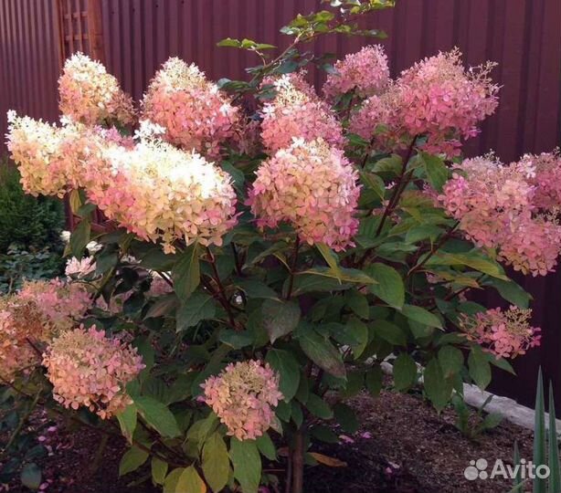 Гортензия метельчатая Фантом