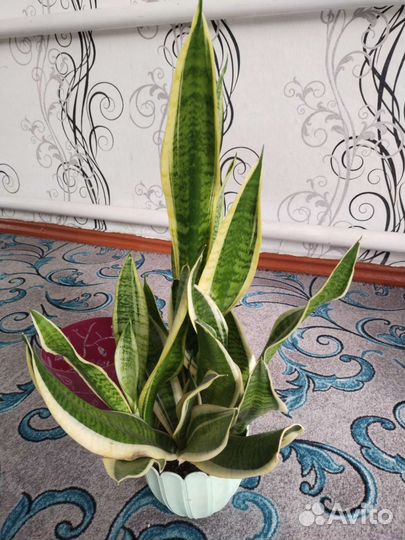 Сансевиерия