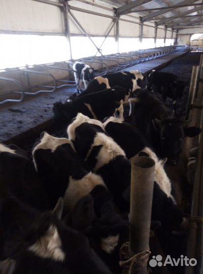 Продаются телочки и бычки