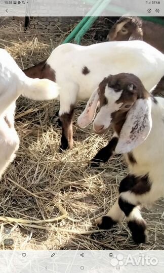 Козы камори