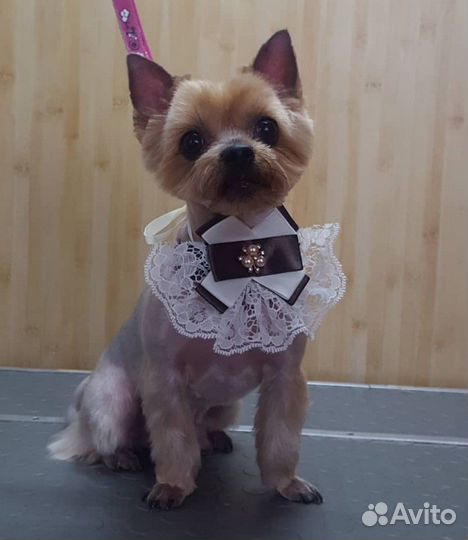 Стрижка собак, груминг. Тримминг