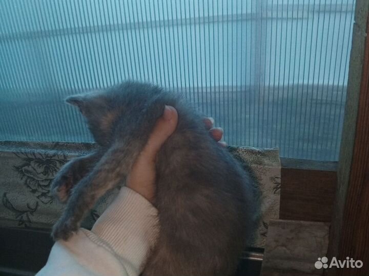 Кошки в добрые руки