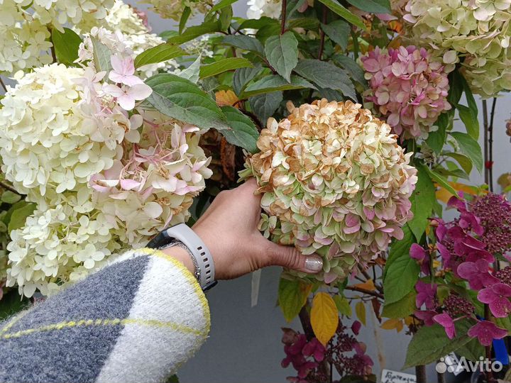 Гортензии на штамбе