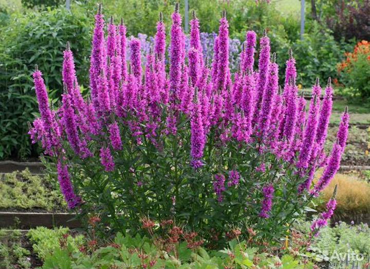 Дербенник ивовидный