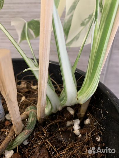 Монстера Альба