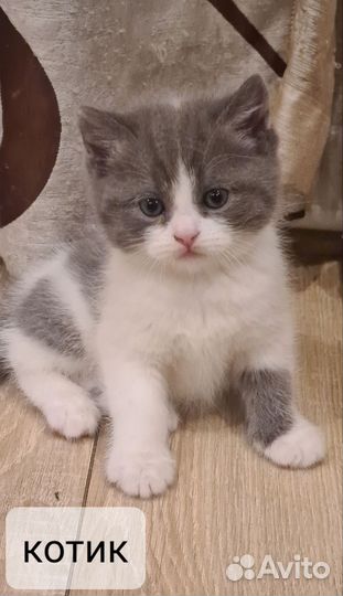 Шотландские котята