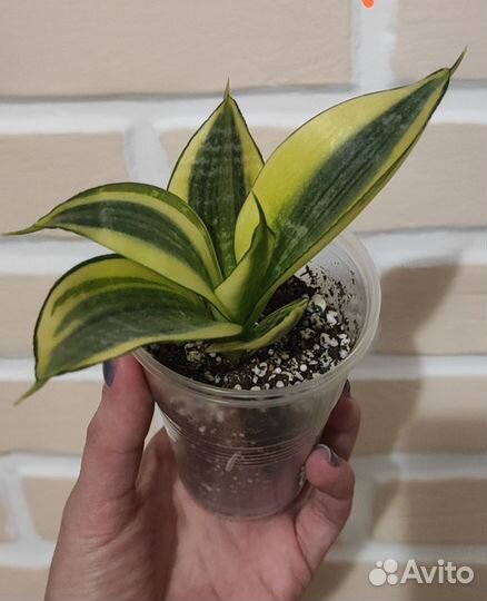 Сансевиерия Голден Ханни (детка)