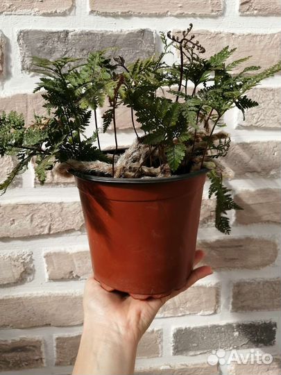 Давалия (папоротник )