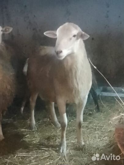 Продам баранов порода(Катумский чистокровный)