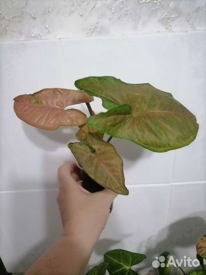 Комнатные цветы