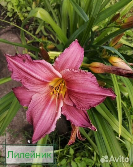 Пионы, хосты, лилейники, ирисы, рябчик и тд