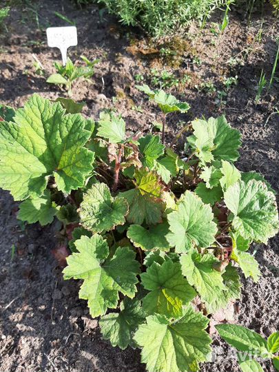 Садовые многолетники