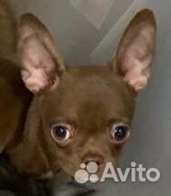 Чихуаши-малыши мини миди стандарт