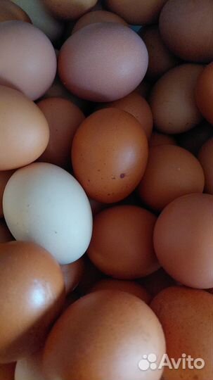 Фермерские яйца