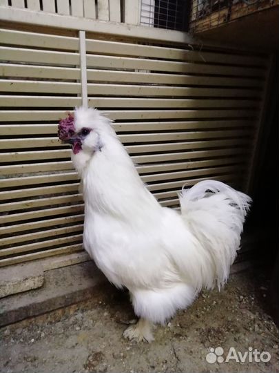 Куры молодки