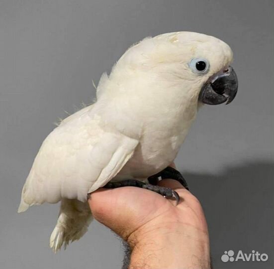 Какаду