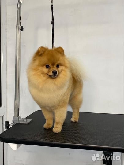 Померанский шпиц вязка