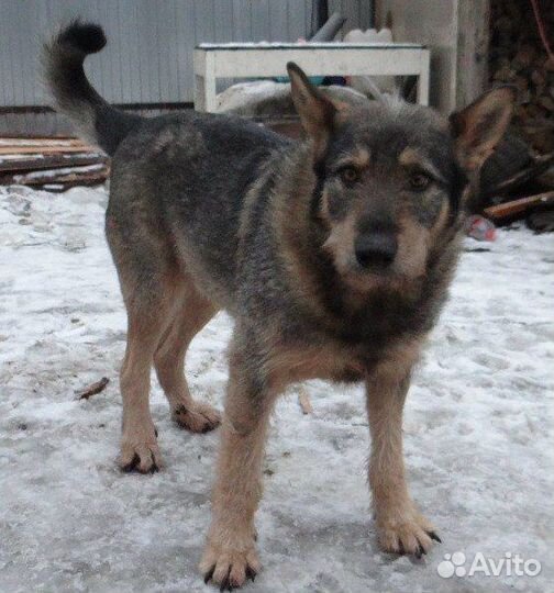 Отдам в добрые руки