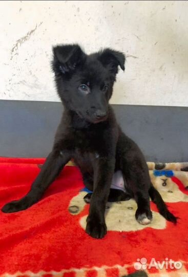 Очаровательная Тесса ищет любящий дом