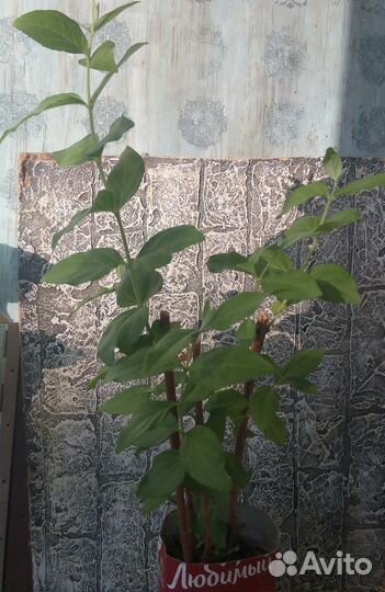 Кустарники декоративные