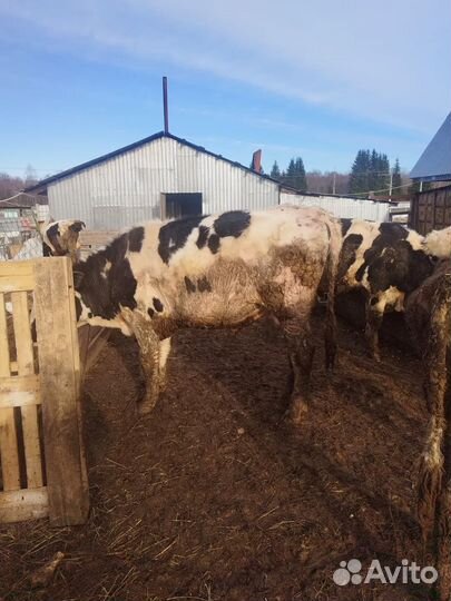 Корова стельная дойная нетел быки телята