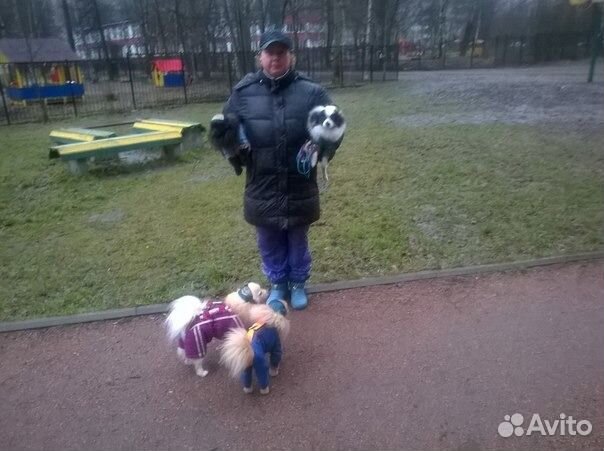 Погуляю с вашей собакой,покормлю и помою лапы