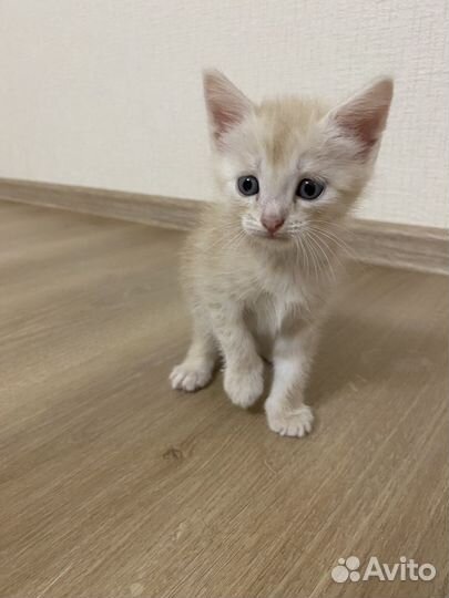 Котята мейкун-британец