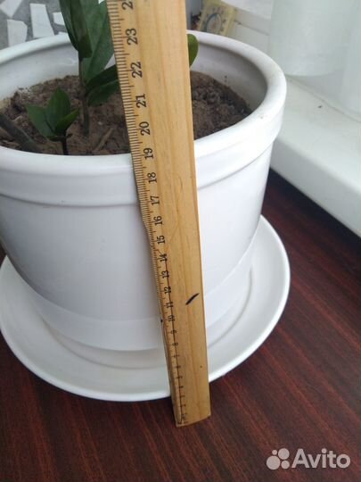 Замиокулькас