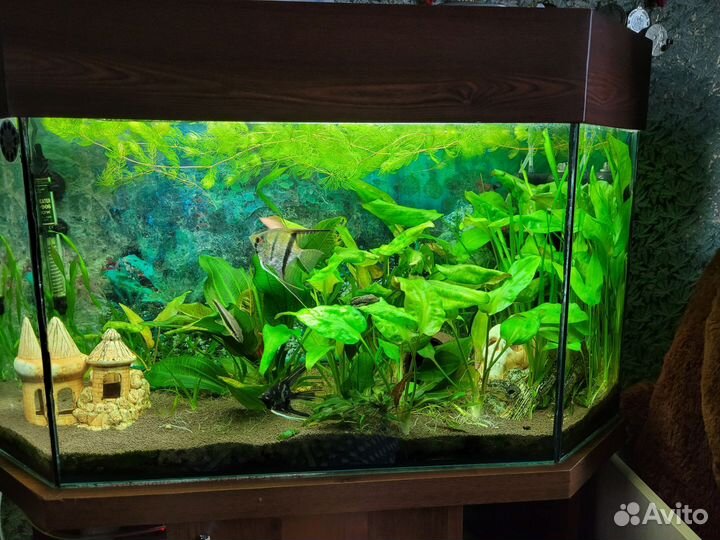 Аквариум
