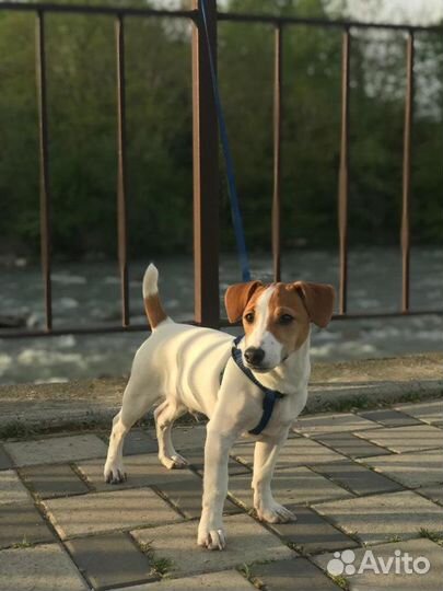 Джек Рассел терьер