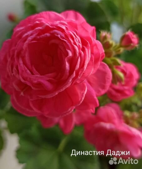 Пеларгония герань сортовая