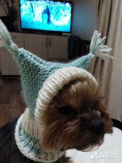 Одежда для собак