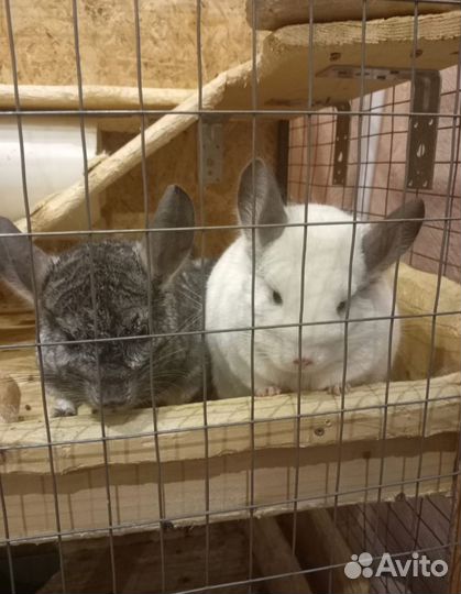 Пара шиншилл
