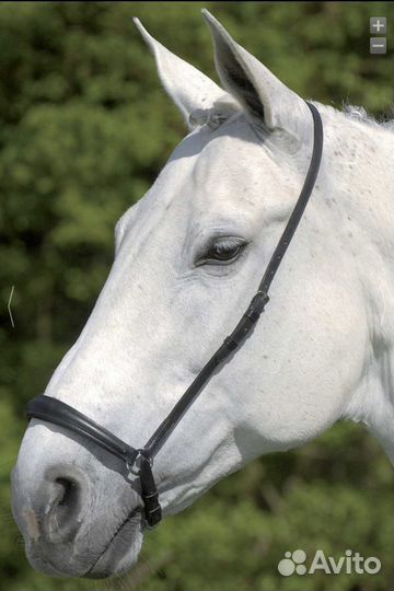 Амуниция для лошади