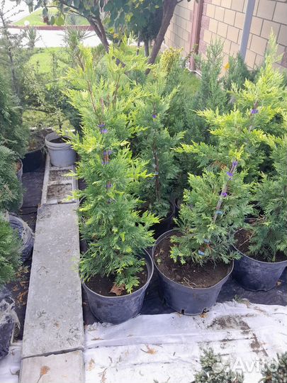 Пальма веерная