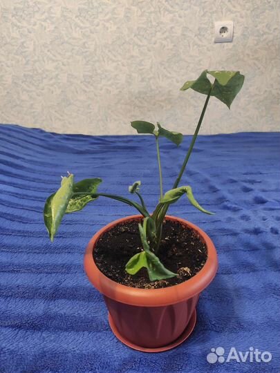 Сингониум Панда