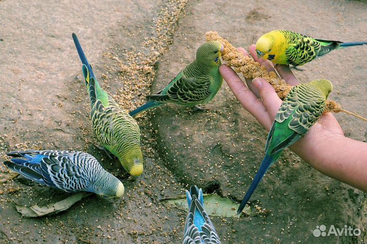 Волнистые попугаи Калининский