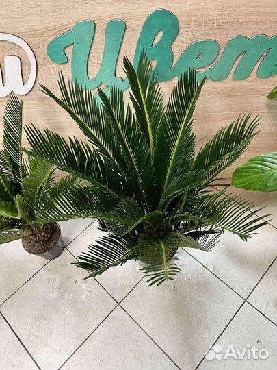 Пальма Цикас