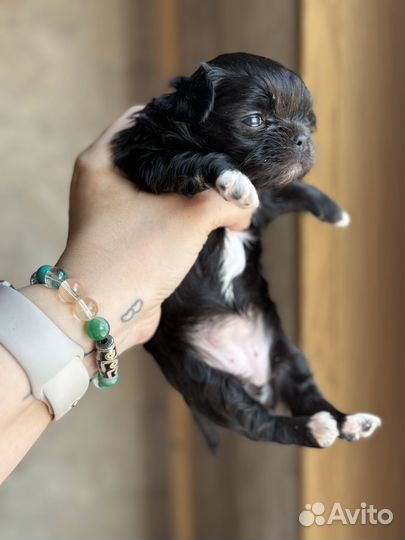 Девочка мини дш