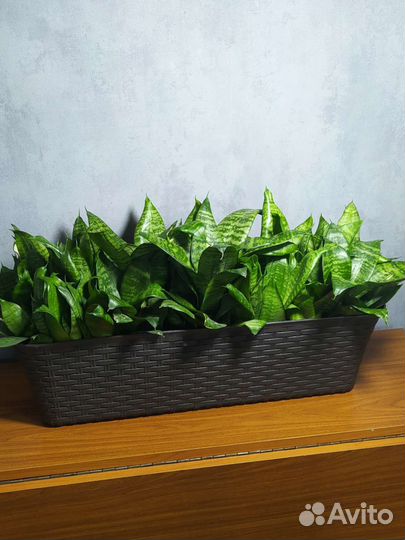 Сансевиерия