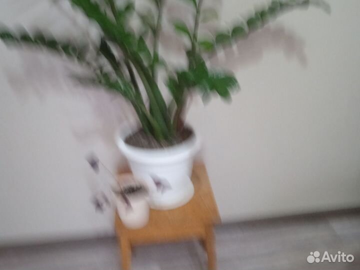 Замиокулькас