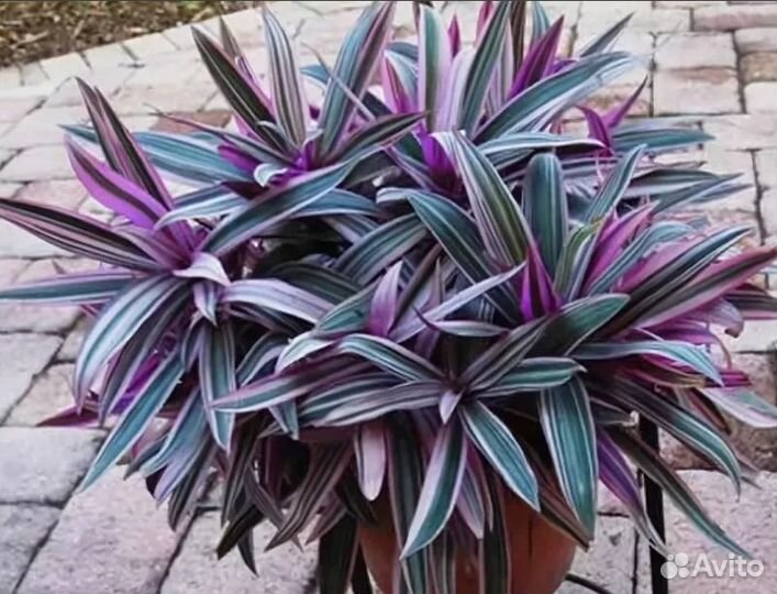 Комнатные цветы