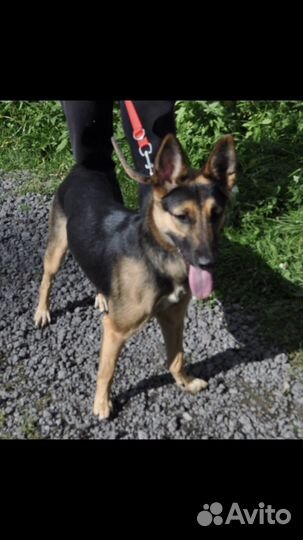 Мини- овчарка (6-7 мес)