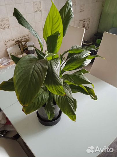 Спатифиллум