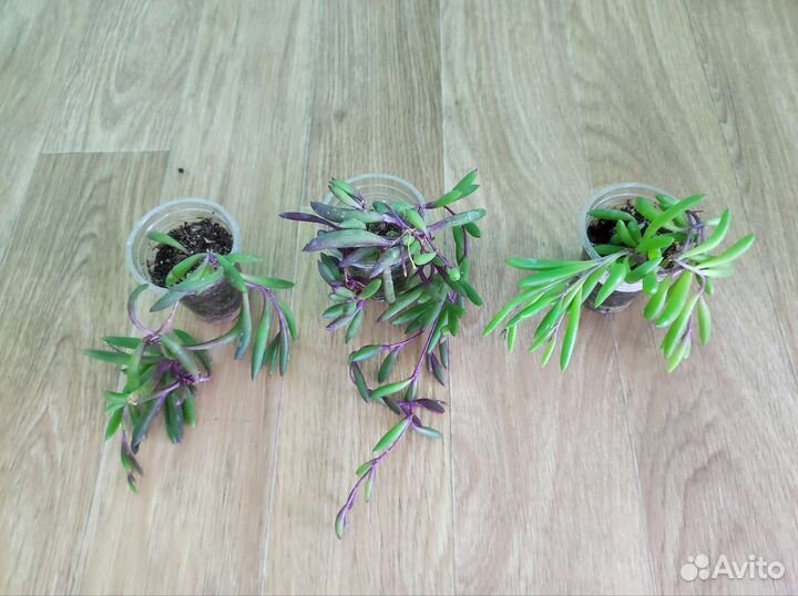 Оттона мясистая