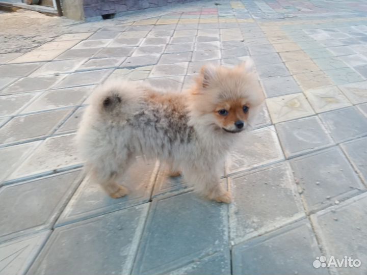 Померанский шпиц мини