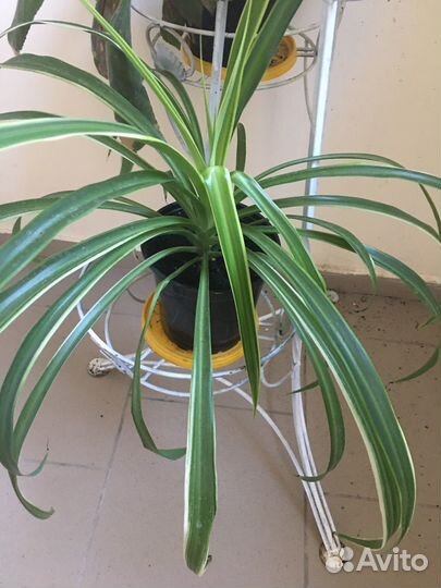 Хлорофитум