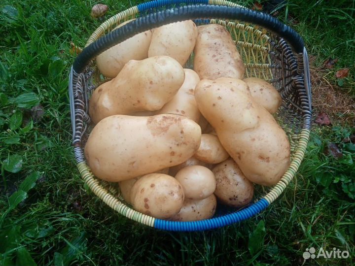 Продам картофель с доставкой