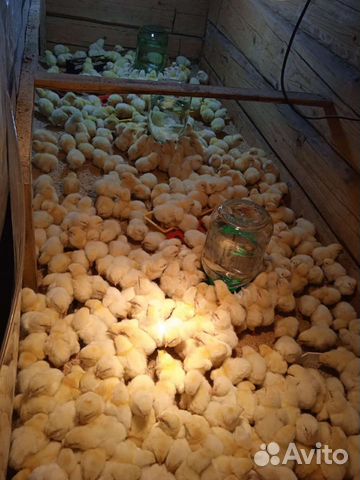 Бройлер Росс308,Кобб500, Арбор айкрес (кобб700)