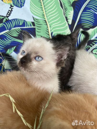 Котята ищут дом